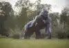 Les sculptures de Tony Babic’ capturent la force et la fragilité, figées dans un mouvement saisissant