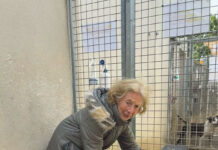 SPA des Cailloux : Une fidélité à toutes épreuves Geneviève, bénévole depuis 23 ans aux cotés de Luigi, disponible à l’adoption